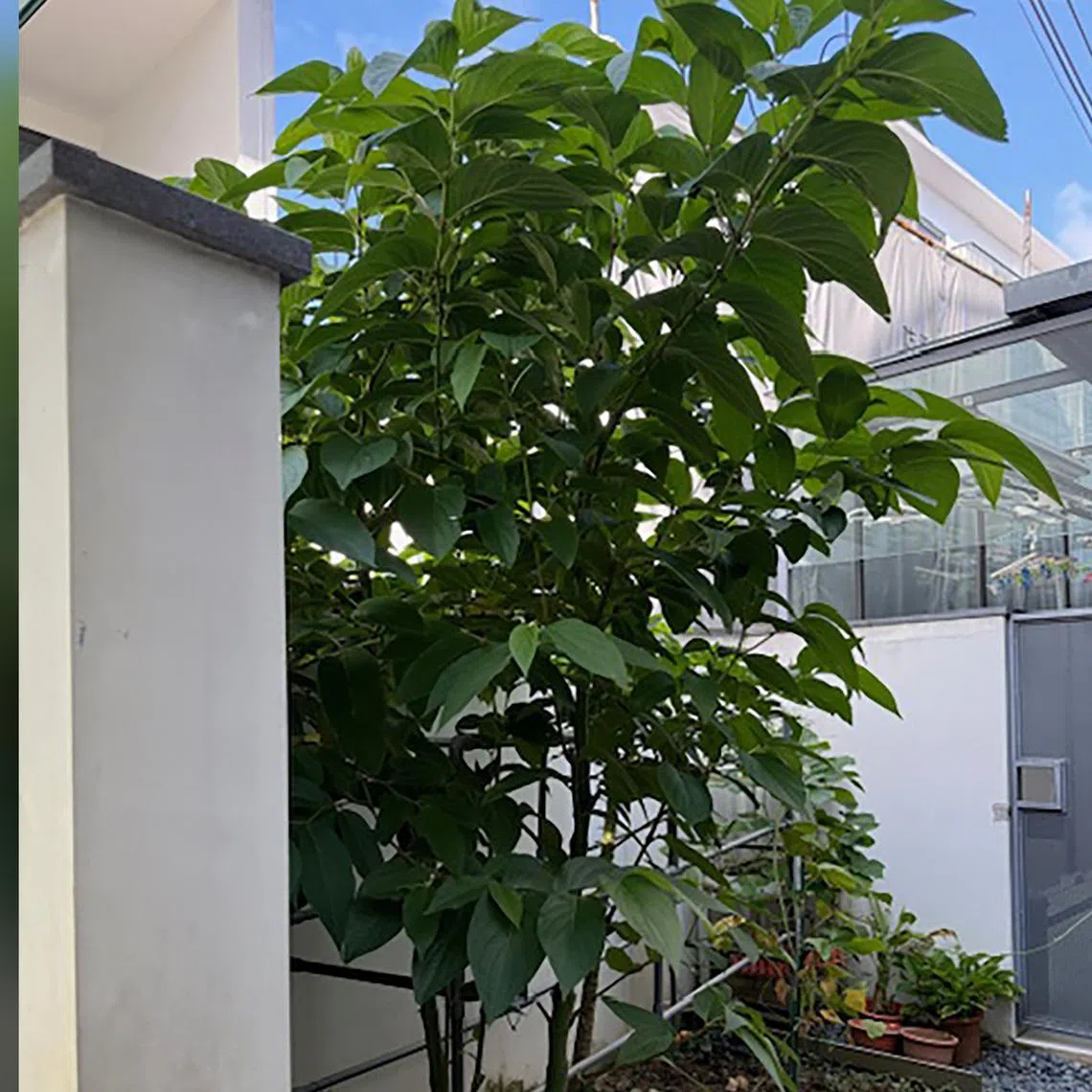 The Spiked Pepper, or Matico, is a relative of the plant that produces the peppercorns used in cooking.