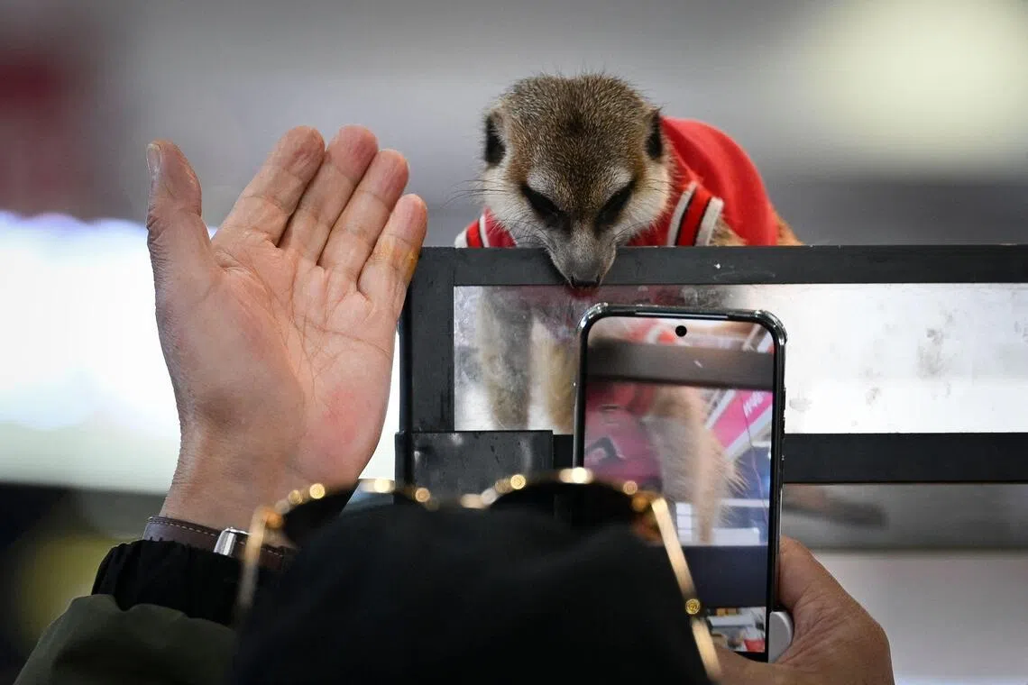 A visitor takes pictures of a suricata at a pet fair in Beijing on March 19.