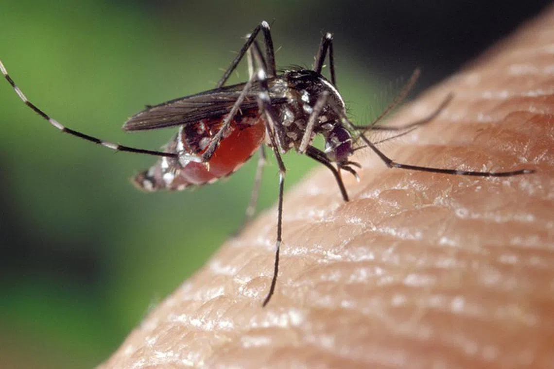 The mosquito populations may rise in the fall however as temperatures drop.
