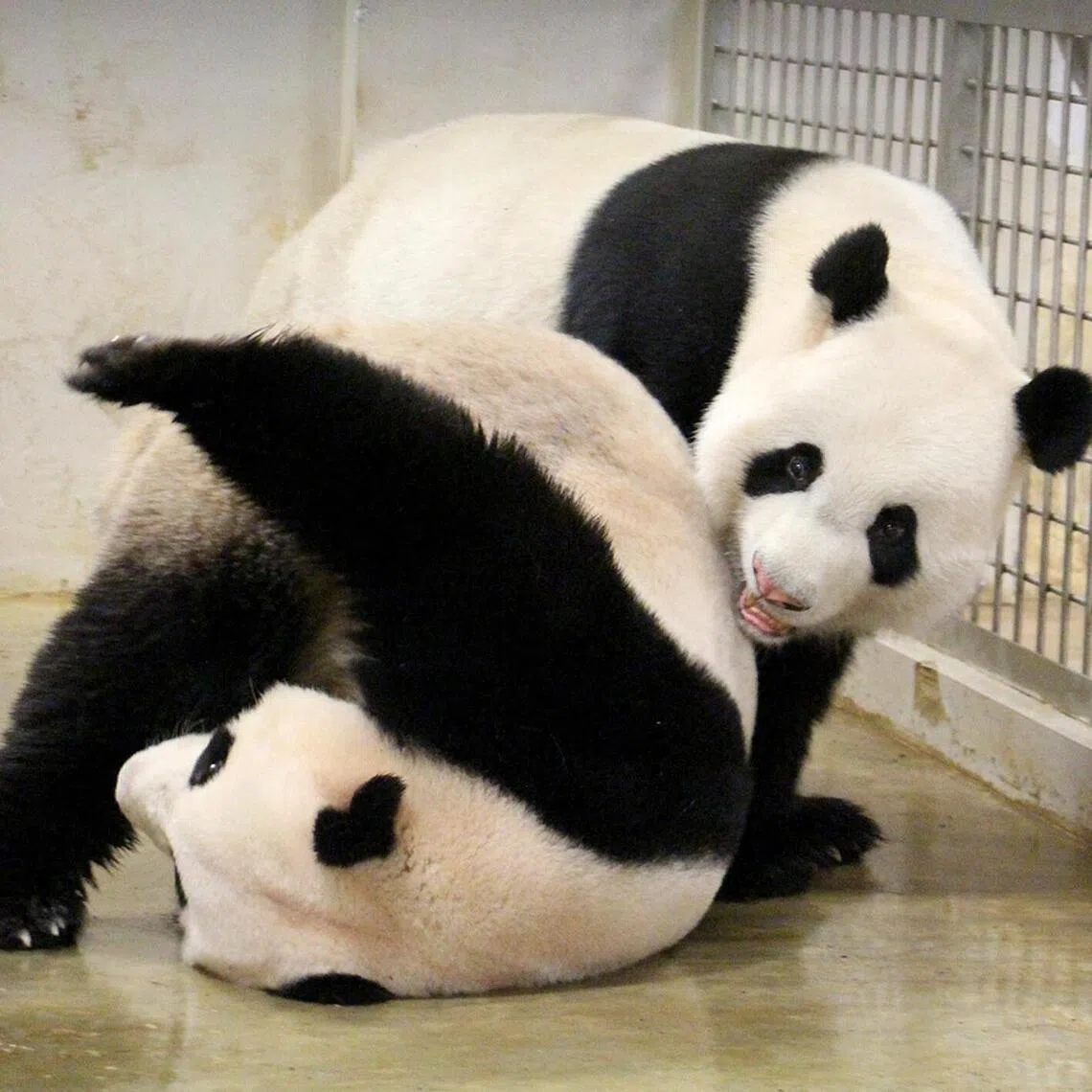 Mandai Wildlife Group's animal care and veterinary teams were kept in suspense as Jia Jia had exhibited several signs associated with pregnancy.
