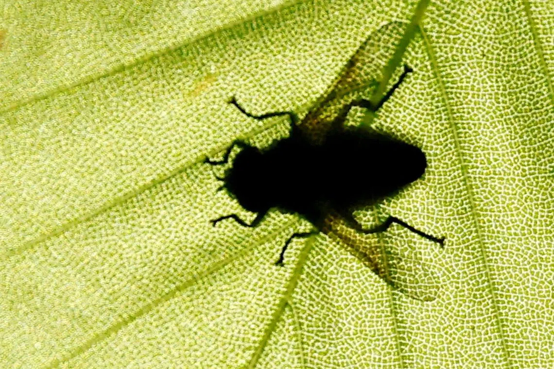 The sun shining through a tree leaf as a fly lands on top, in woods near Harpenden, Britain, May 16.