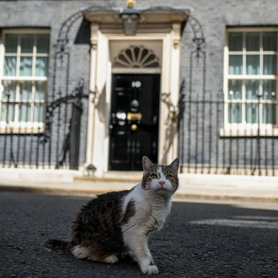 Unlike some of Keir Starmer’s Cabinet, Larry is set to keep his job under new British prime minister Andy Burnham.