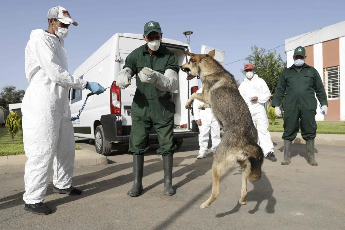 A worker leads a dog into the veterinary center in El-Arjat, 20km west of the Moroccan capital Rabat.