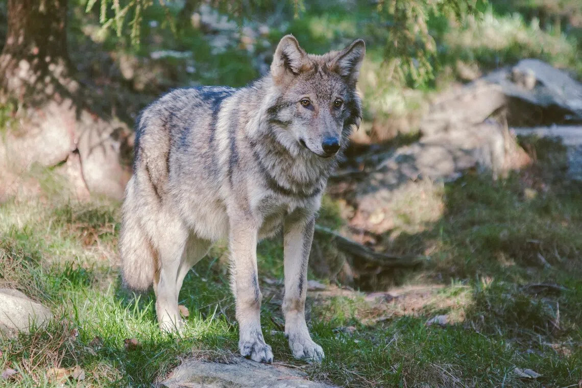 The Wolf Conservation Centre estimates there are around 7,600 gray wolves in the contiguous United States.