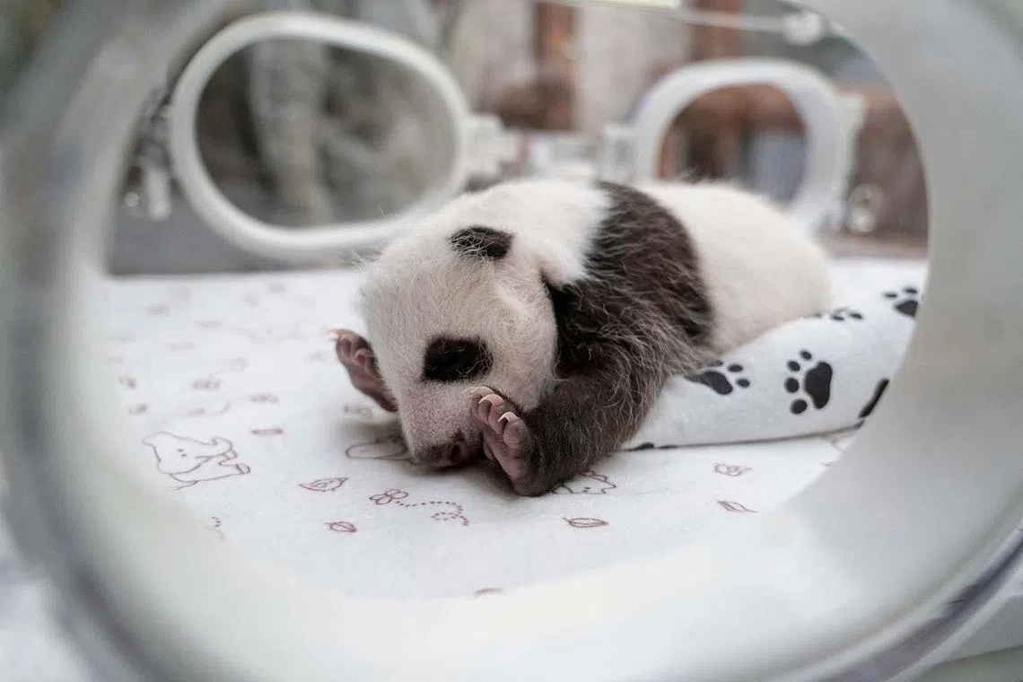A one-month-old female giant panda cub lies in an incubator at the Moscow Zoo in the capital Moscow, Russia, in this picture released on Sept 25. The cub's parents, female giant panda Ding Ding and male giant panda Ru Yi, were lent by China to the Moscow Zoo in 2019 for 15 years as part of a joint research project. 