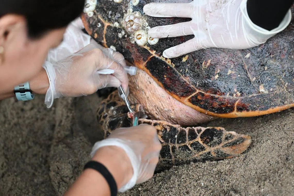 NTU research fellow Lyndsey Tanabe collecting a tissue sample from the turtle.
