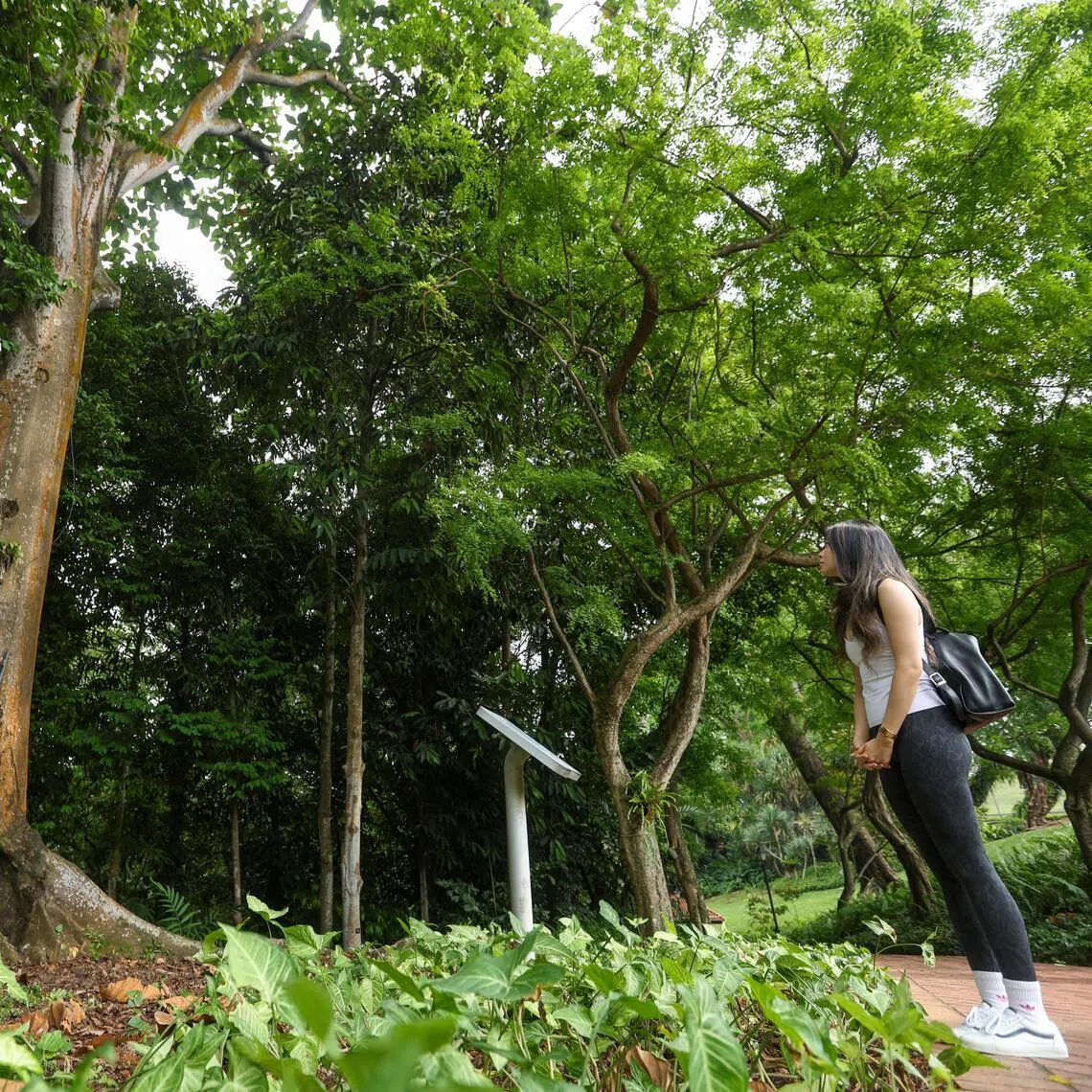 On June 3, the National Parks Board dedicated heritage trees including the Terap Nasi tree in Fort Canning, to its sponsors ahead of the Festival of Biodiversity 2026.