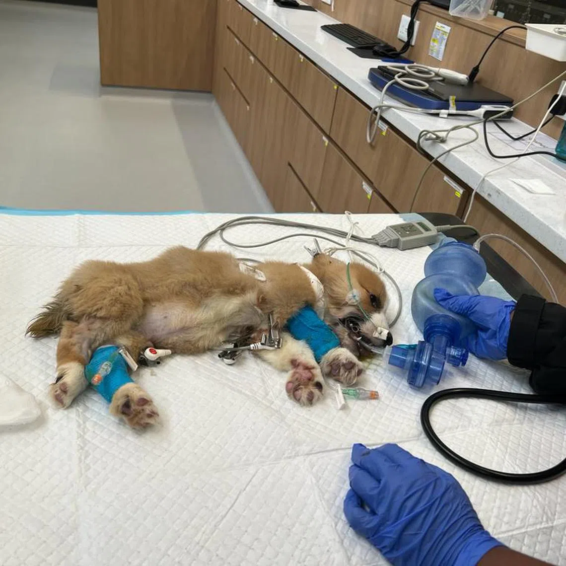Lycorgi20 - The Animal & Veterinary Service (AVS) is investigating the case of two corgi puppies which were bought through an unauthorised seller and died within a week of their arrival in Singapore.

Desk: Newsdesk
Credit: Ms Chen