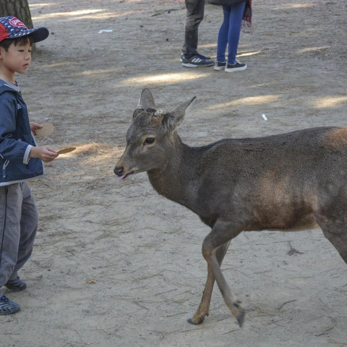 A deer in Nara being fed Shika Senbei crackers, which tourists can buy from vendors at the park. 