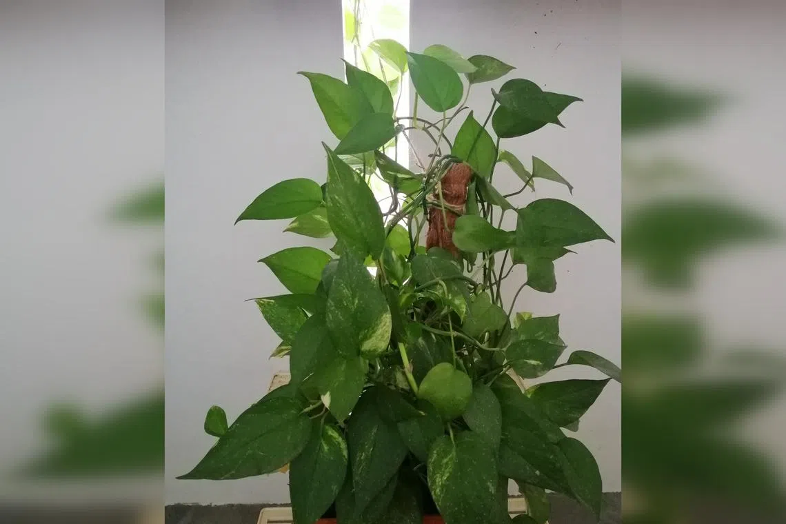 A moss pole is the most common climbing support used by gardeners. 