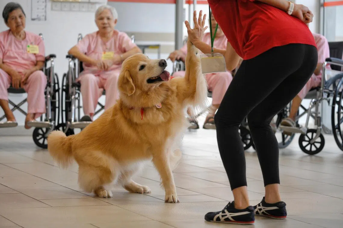 Betty Leow, 52, high-fives her golden retriever Elsa during a