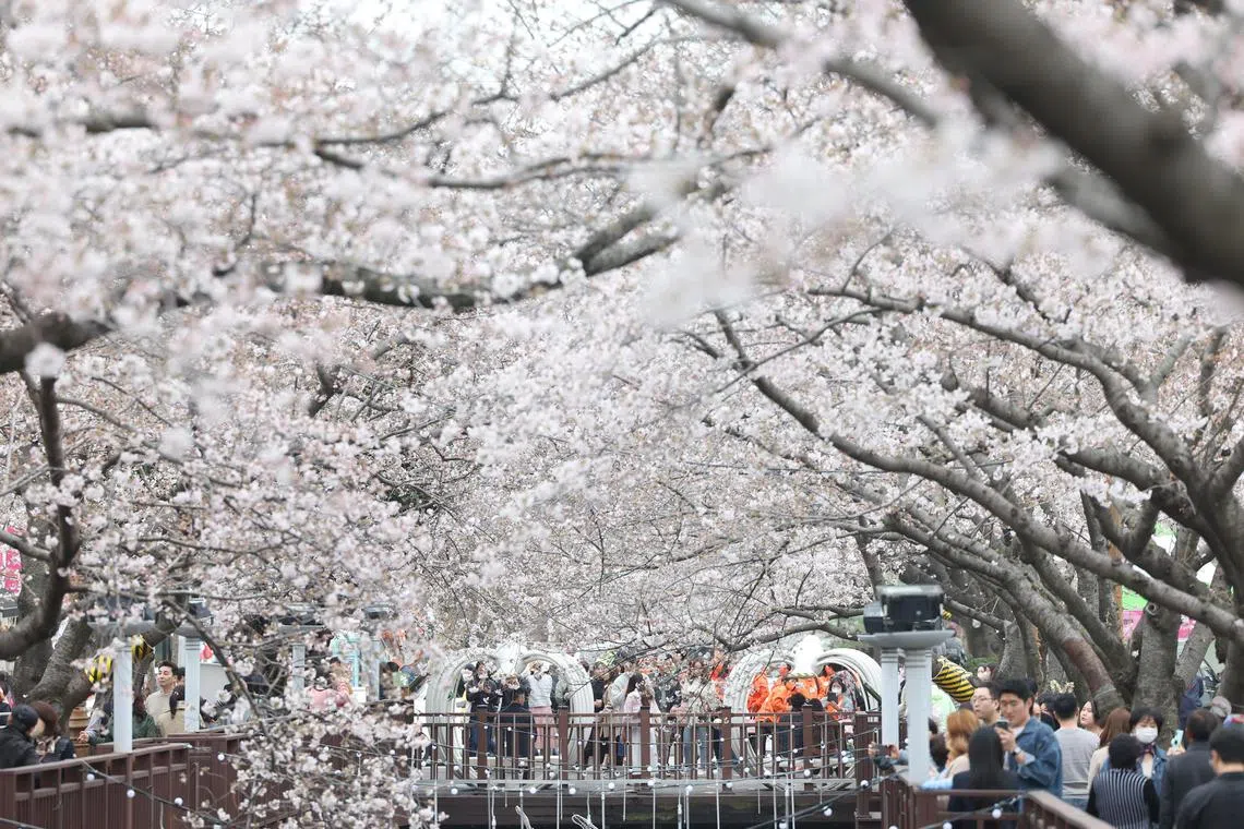 epa10539884 People walk under cherry blossoms in the naval port of Jinhae, South Korea, 24 March 2023, the day before the Jinhae Cherry Blossom Festival, the biggest of its kind in the country. The festival will resume after a years-long halt due to the COVID-19 pandemic.  EPA-EFE/YONHAP SOUTH KOREA OUT