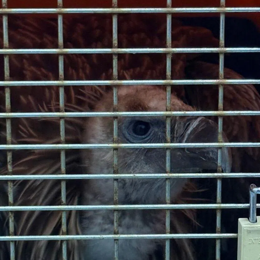 The vulture was rescued by ACRES on Jan 11 and died after its condition deteriorated quickly.