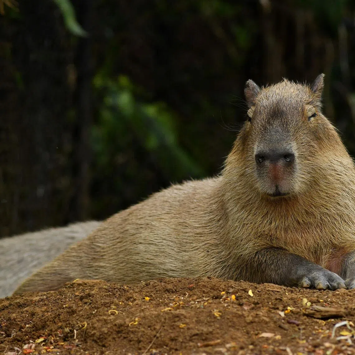In recent years, the capybara has gained a devoted following online, with its chill demeanour inspiring countless memes.