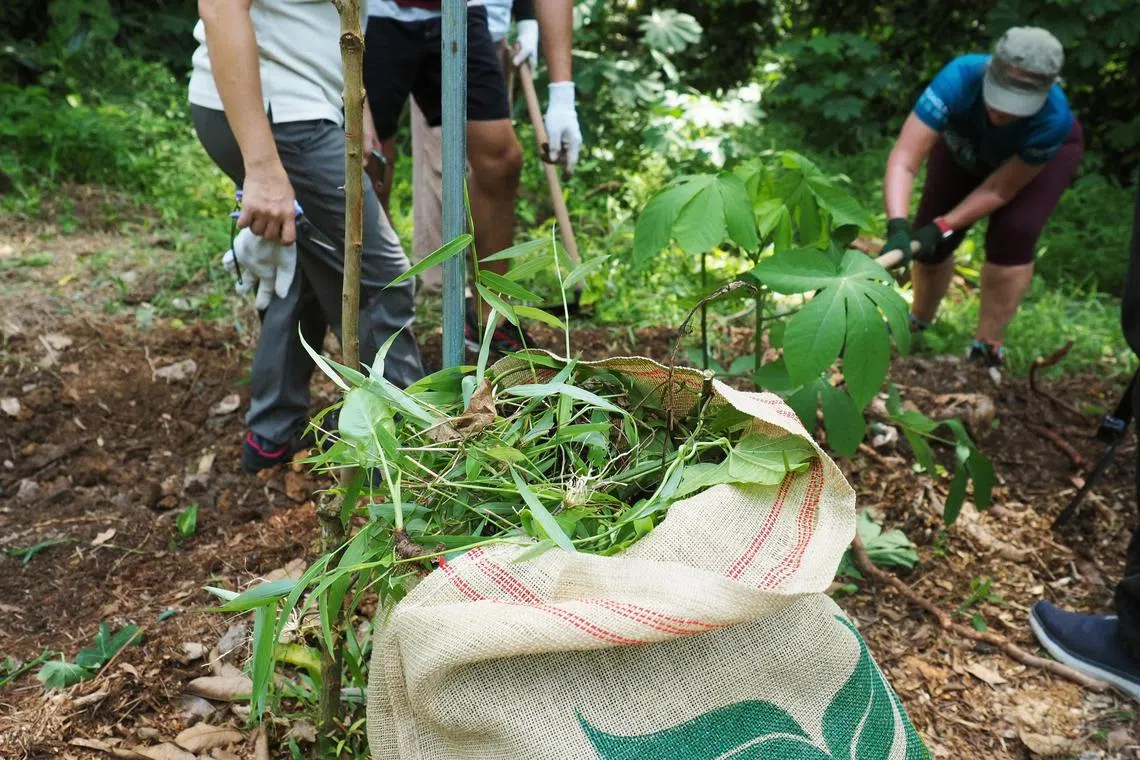 sbalien25 - Equipped with small changkuls (gardening hoes) and secateurs, the volunteers and staff of WWF-Singapore got rid of eight gunny sacks worth of foreign weeds that were entangling trees within 1.5 hours. The invasive climbers included the notorious Zanzibar yam or Batman plant - named after its distinct bat-shaped leaves - and the Mile-a-minute barbed vine.



Credited to WWF-Singapore
