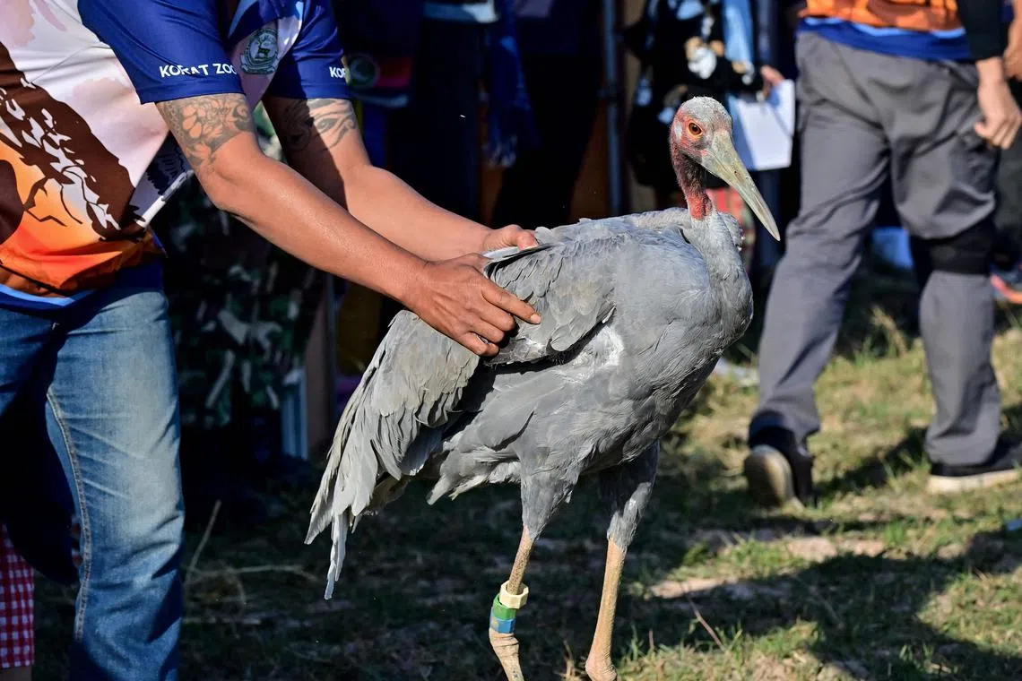 This photo taken on December 25, 2022 shows an Eastern Sarus crane that was captively-bred at Nakhon Ratchasima Zoo being encouraged to fly away after being released at Huai Chorakhe Mak reservoir in the eastern Thai province of Buriram. - As the sun came up 13 endangered Thai Eastern Sarus cranes were released, noisily flapping over rippling waters in northeastern Thailand, the latest effort to revive the feathered species. (Photo by Lillian SUWANRUMPHA / AFP) / To go with 'THAILAND-ENVIRONMENT-BIRD,SCENE'