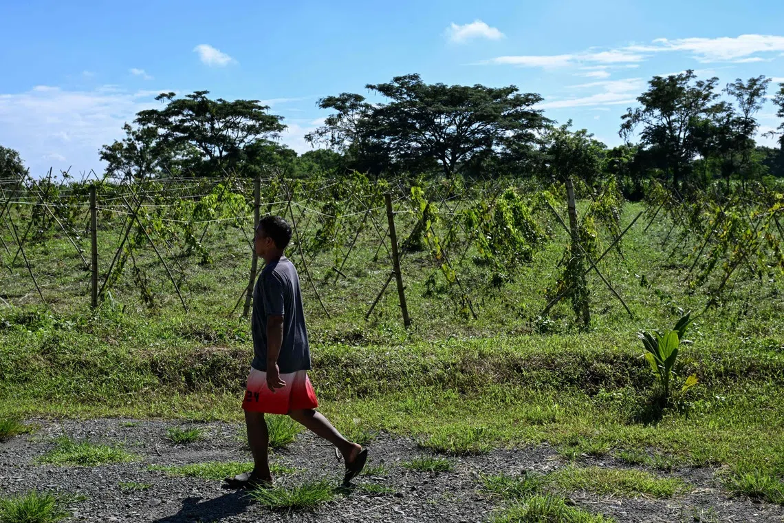 Strong El Nino in coming years can cut crop yields by up to 10%, says ...