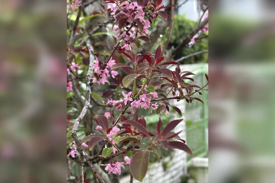 Root Awakening: Derum Bukit produces attractive flowers | The Straits Times