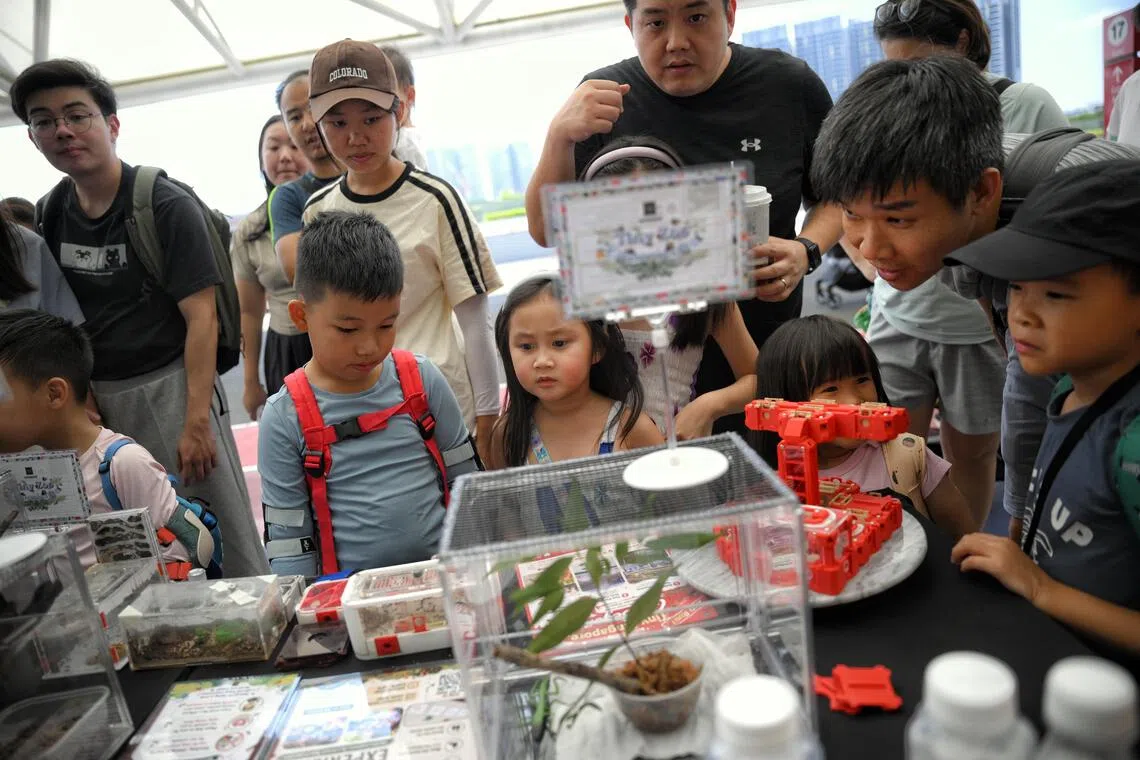 Visitors at the Ting Kingdom booth being introduced to pets such as leaf insects, ants and hissing cockroaches.