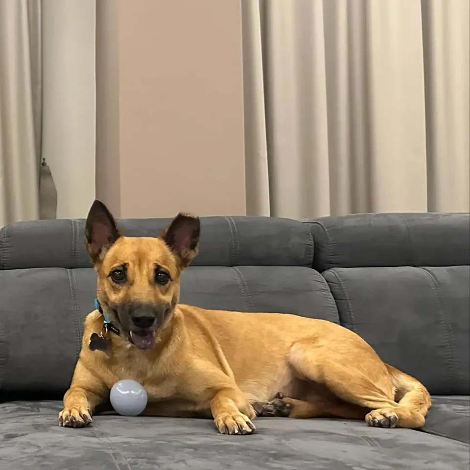 Every donation takes Causes For Animals a step closer to a Singapore where every dog and cat has a full belly, a clean bill of health and a shot at a forever home.