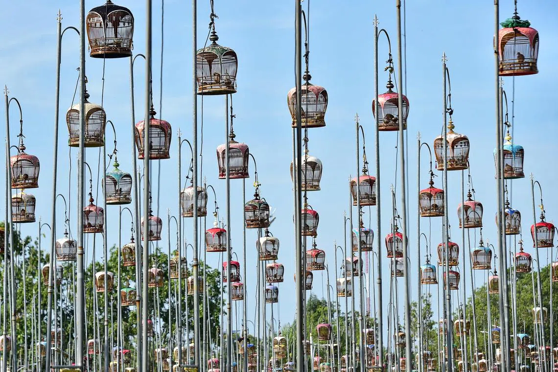 Birds in cages during a bird singing competition in Thailand's southern province of Narathiwat on Sept 18.