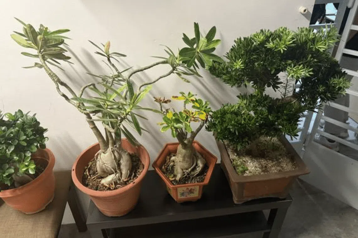 The potted plants were stolen at Block 418 Yishun Avenue 1.