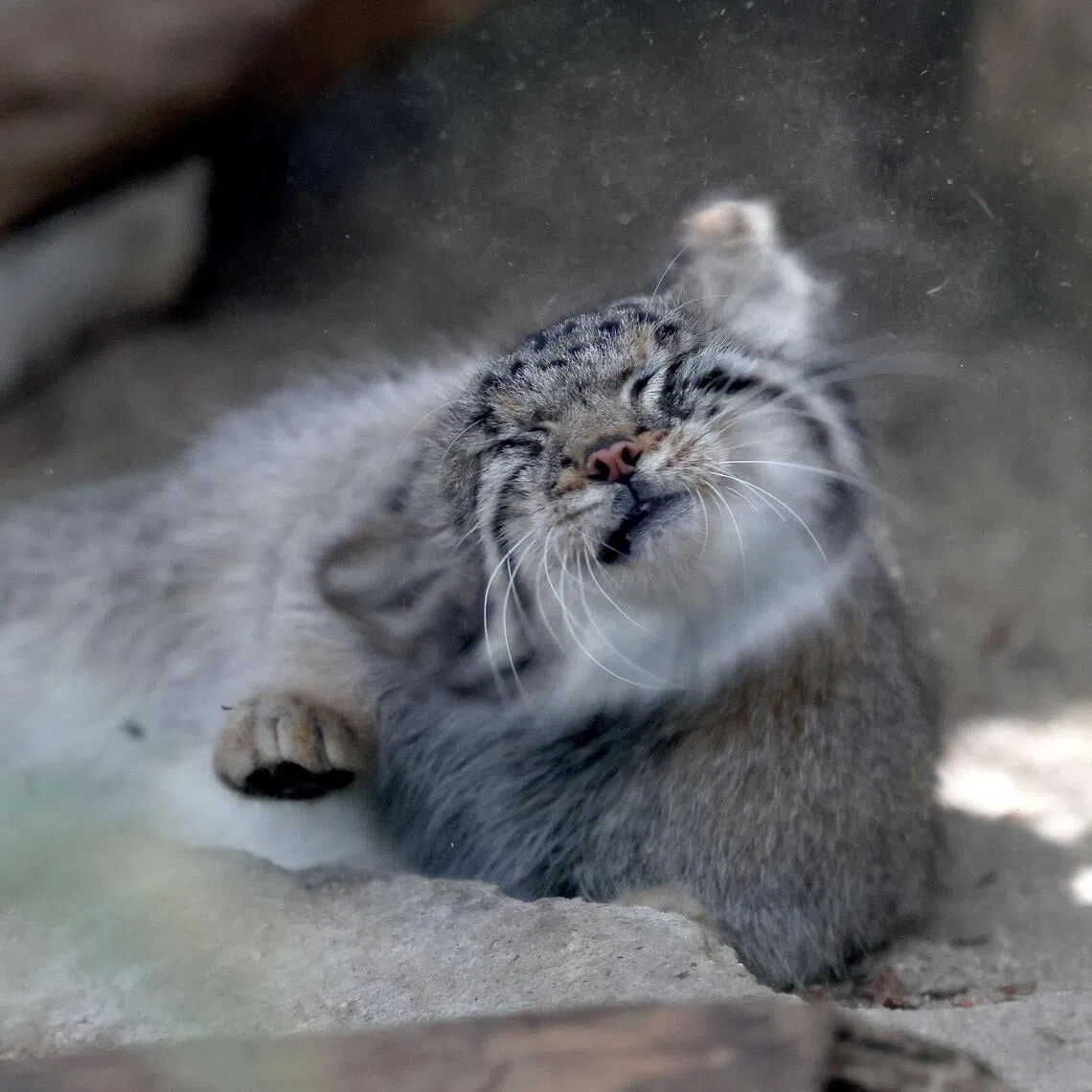 Pallas’ cats are believed to be one of the oldest living cat species.