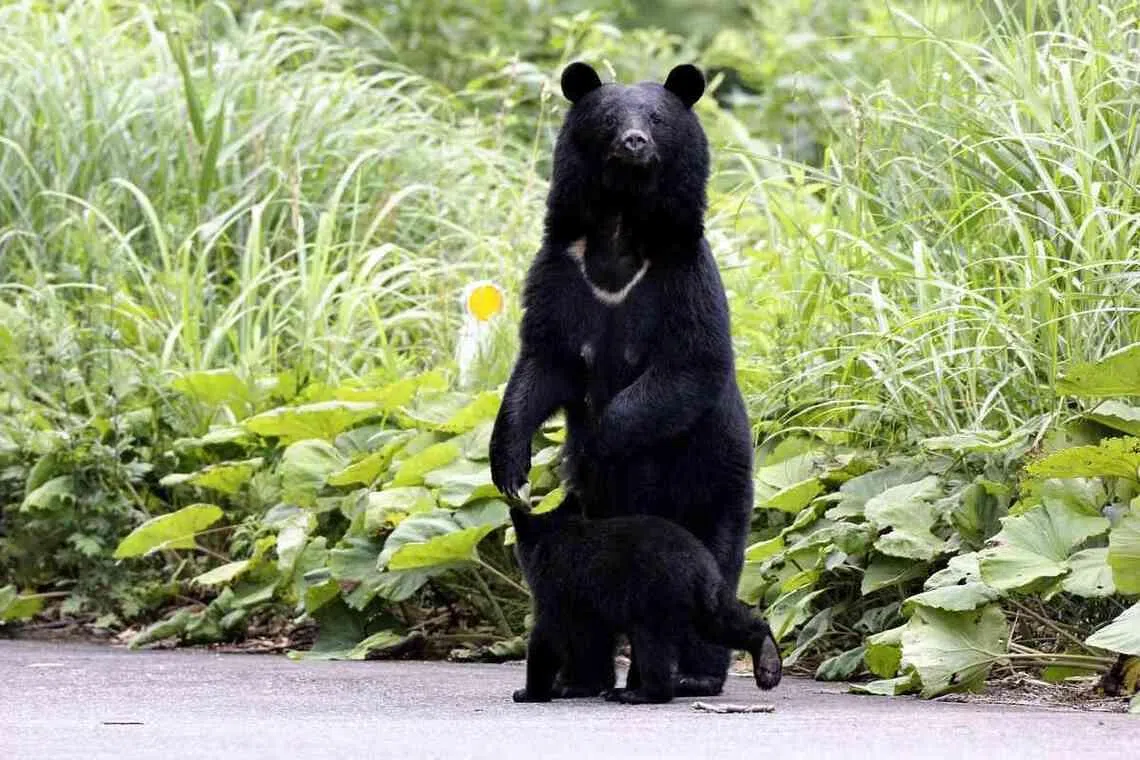 Japan’s govt creates first road map for bear population control