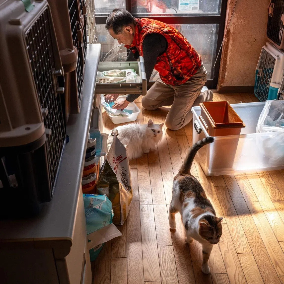 This picture taken on March 5, 2026 shows former nuclear plant worker Toru Akama feeding cats at his animal shelter in Namie, Fukushima prefecture. Not far from the Fukushima nuclear disaster site, former plant worker Toru Akama tends to dozens of pets abandoned after the catastrophe 15 years ago, work he sees as part of his quest for redemption. (Photo by Philip FONG / AFP) / To go with 'JAPAN-NUCLEAR-ANIMAL-FUKUSHIMA' by Mathias CENA