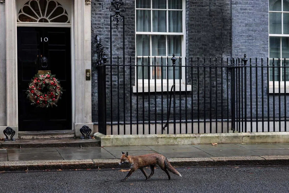 A fox walks in front of 10 Downing Street in central London on December 12, 2023. (Photo by Adrian DENNIS / AFP)