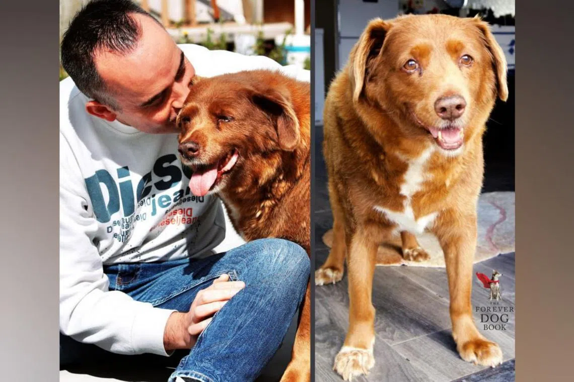 Bobi, the world's oldest living dog, with his owner Leonel Costa.
