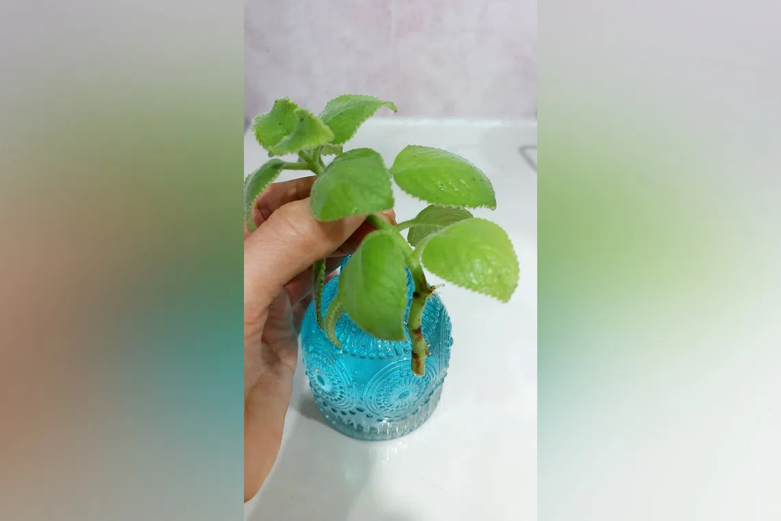 The Indian Borage is commonly grown for culinary and medicinal uses. 