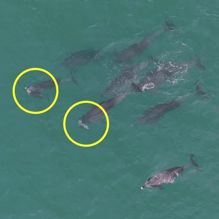 Two Indo-Pacific bottlenose dolphins carry dead calves on their snouts off Jeju Island on July 8, 2026.