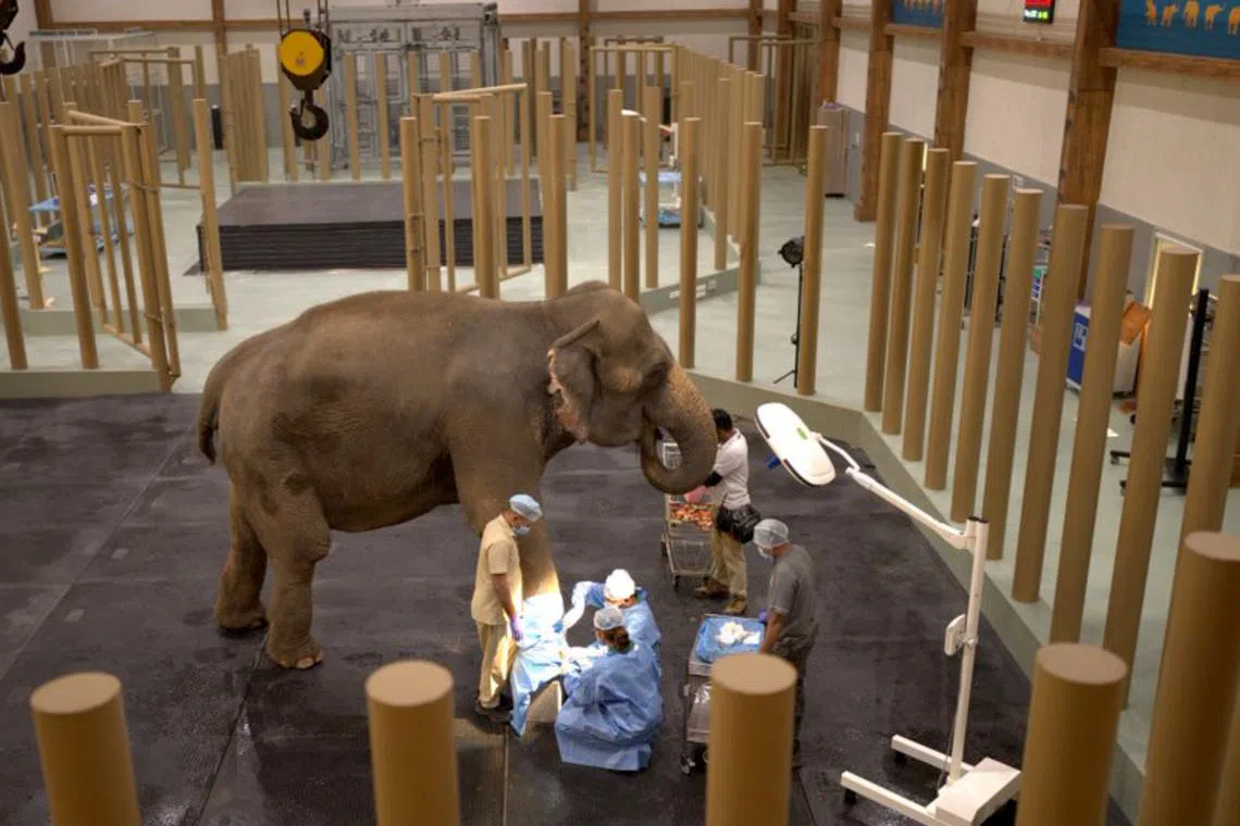 Mr Anant Ambani refers to the zoo as an “animal shelter” with 43 species “rescued from around India and the world”.