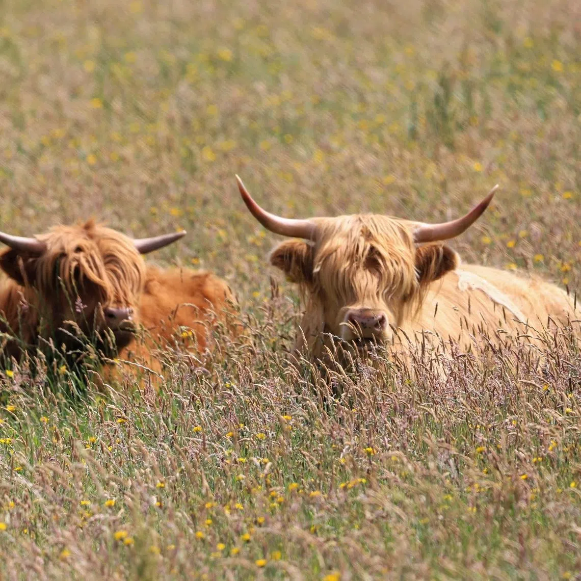 Highland cows might look gentle, but they are powerful animals, and are especially protective when calving or when young calves are on the ground, said the Highland Cattle Society.