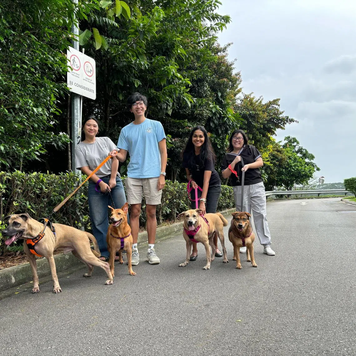 Members of the Tamagotcha team - (from left) Ruchel Phua, Goh Kyi Yeung, Nitya Menon, and Valerie Yap - taking dogs from Metta Cats & Dogs Sanctuary for a walk in February. 