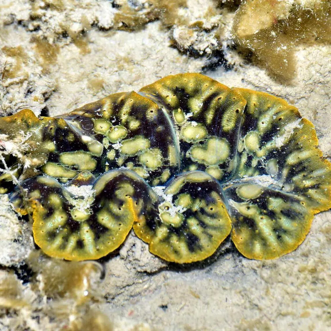 The Boring giant clam, named after its ability to burrow into corals and other surfaces. 