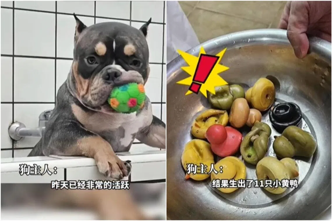 The vet then operated on the dog and pulled up 11 rubber ducks from its stomach. 