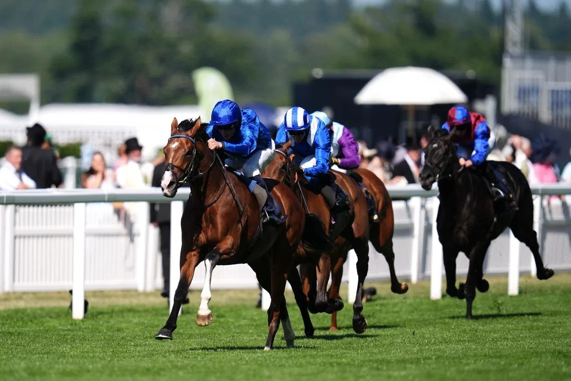 Ombudsman (William Buick) leaving runner-up Anmaat (Jim Crowley) in the dust in the 2025 Group 1 Prince of Wales's Stakes (2,100m) at Royal Ascot on June 18, 2025.
