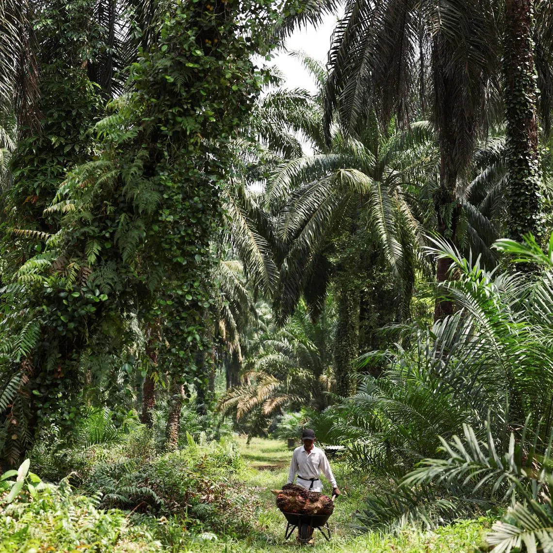SD Guthrie, the world’s biggest oil palm planter by acreage, plans to develop a green-energy powered industrial park in Johor.