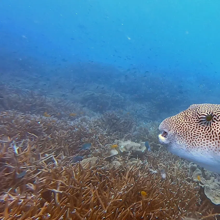 Monitoring by the Fisheries Department at 32 islands in Malaysia’s marine parks found serious environmental pressure and worsening reef health at six islands.