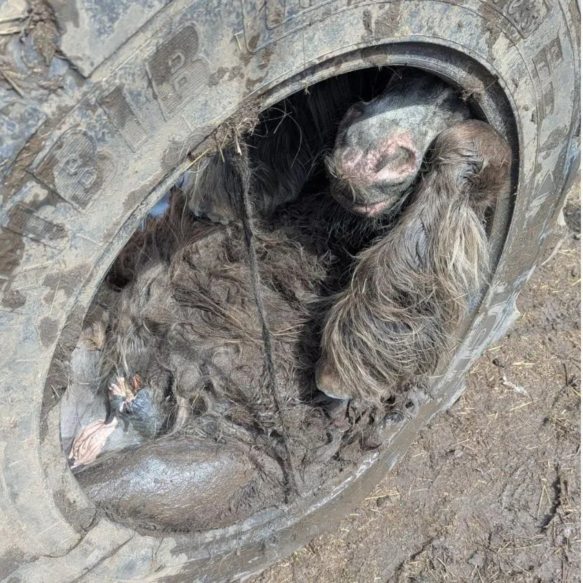 Pictures posted by animal charity RSPCA showed the black pony on its back, completely wedged inside the tyre (right).
