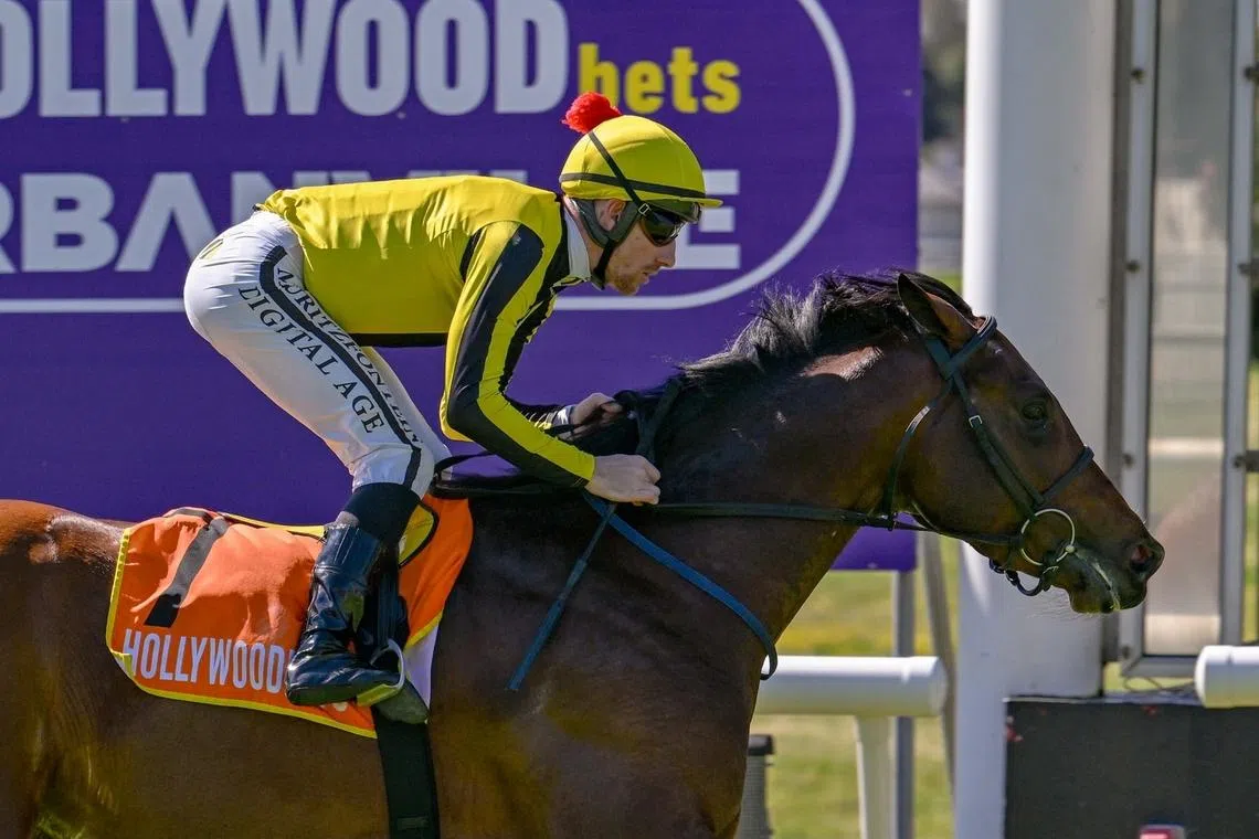 Viva's Liberte (Craig Zackey) is chasing a first Grade 1 victory in the Daily News 2000 at Greyville on May 30.
