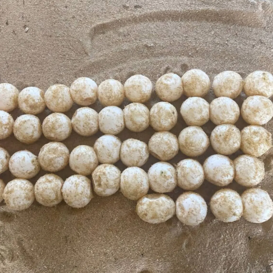 A total of 44 turtle eggs found at the location were safely transferred to a hatchery in Rantau Abang, and are expected to hatch within seven to nine weeks.