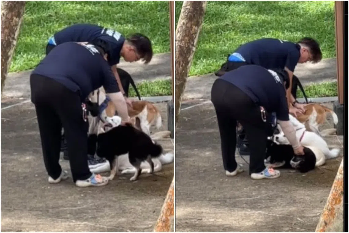 In one of the videos, one of the men in pushes down forcefully on the back of one of the dogs in an attempt to get the animal to sit.