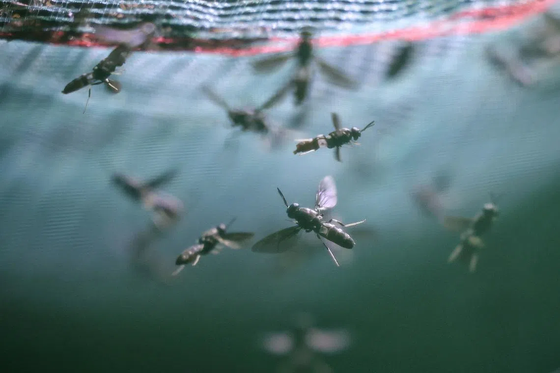 Small bugs, big appetites: The tiny army upcycling Singapore’s food waste
