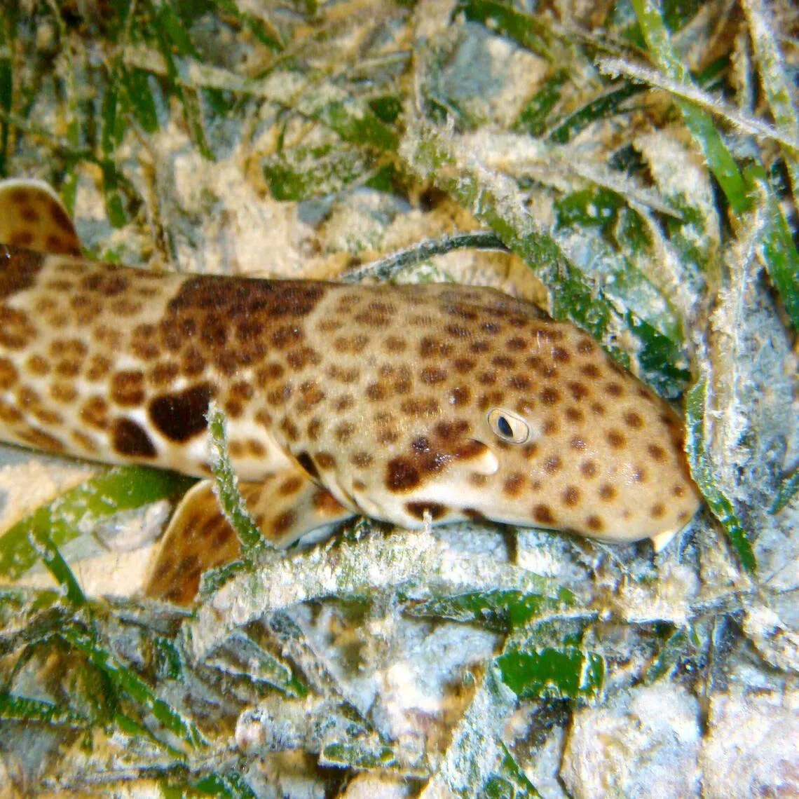 The Indonesian speckled carpetshar belongs to one of the six species of walking sharks found in Indonesia and is found exclusively in the Raja Ampat archipelago.