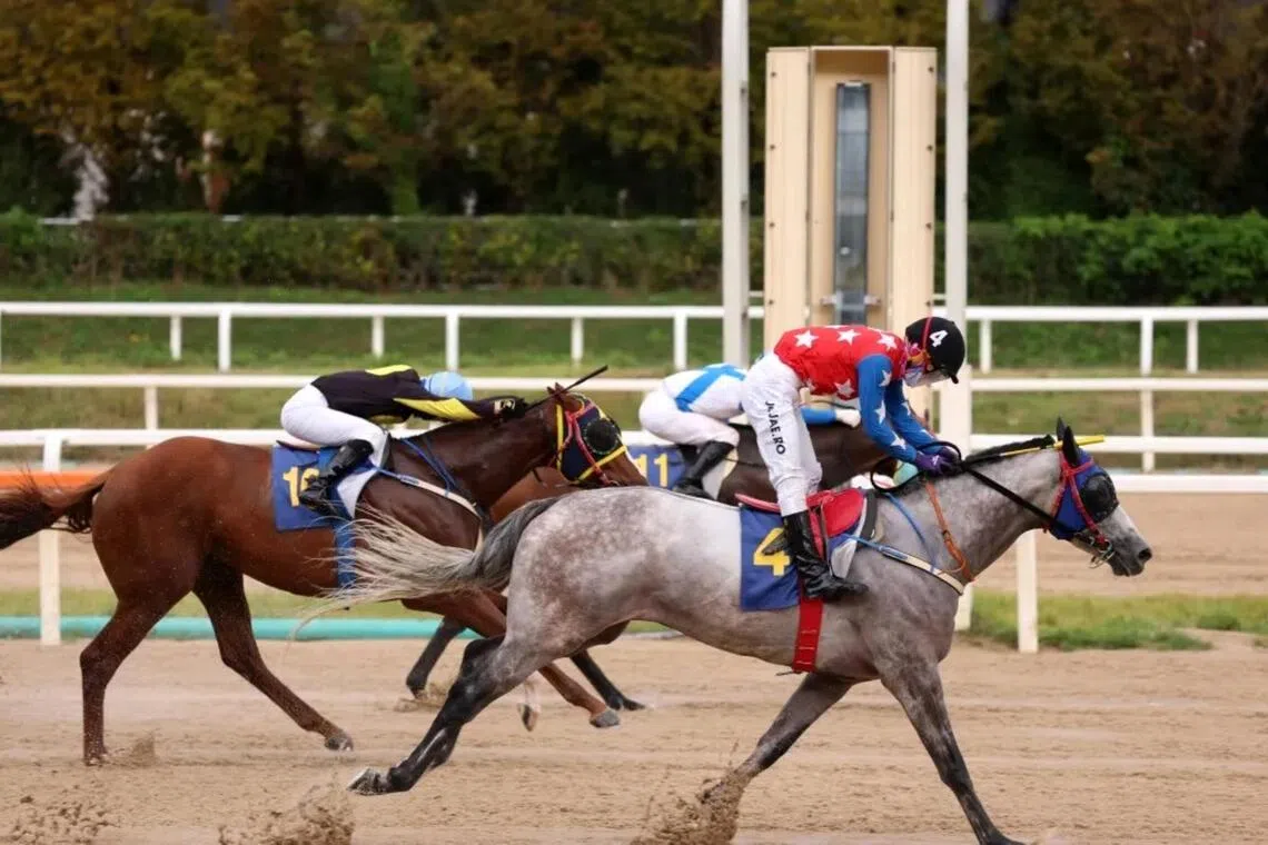 Grey gelding Ziggurat (Jo Jae-ro) winning the Listed Ilgan Sports Trophy (1,800m) in Seoul on Sept 28, 2025. The Kim Jung-cheol-trained galloper boasts a decent record and is a bright prospect in the Class 1 (1,400m) in Seoul on Aug 30.