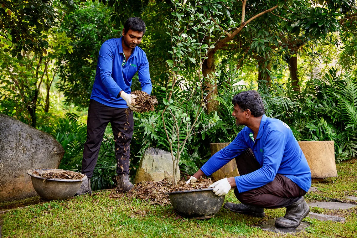 bnl’s landscapers at mandai wildlife reserve nourishing the soil with mulch made from dead leaves and branches collected across the reserve, example of sustainable agricultural waste management