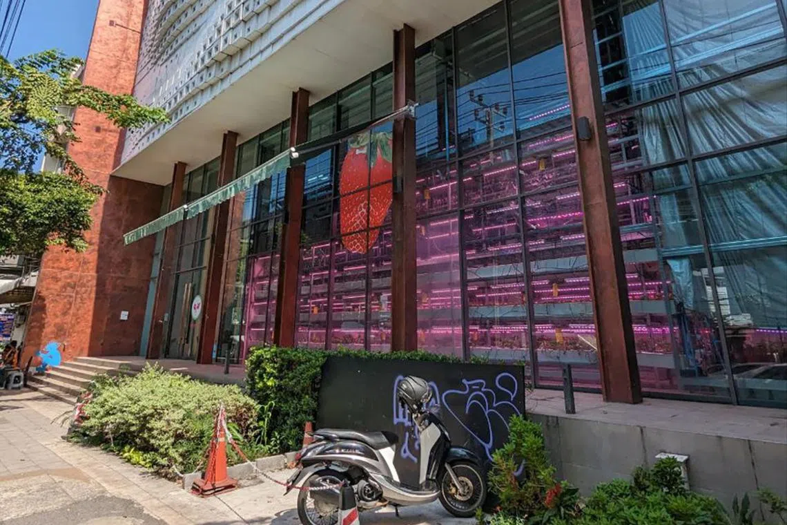 The glowing pink window of Varmers' strawberry farm attracts passers-by along Bangkok's busy Sukhumvit stretch.